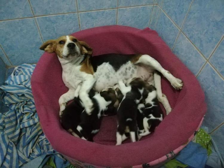 Beagles Cachorros Tricolores