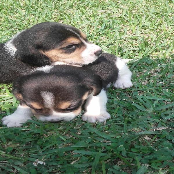 Cachorritos Beagle