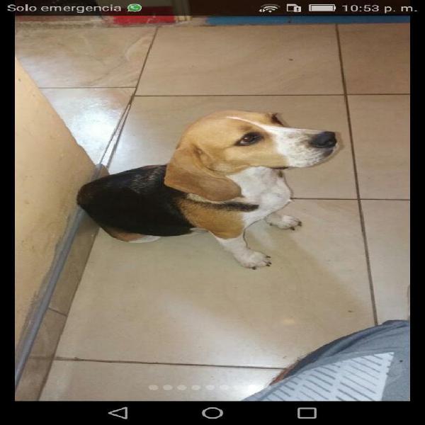 Cachorros Beagles 13'' Tricolor
