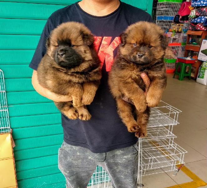 Chow Chow