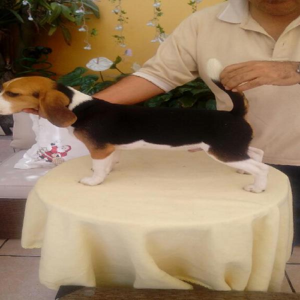 Disponible Beagle con Pedigree