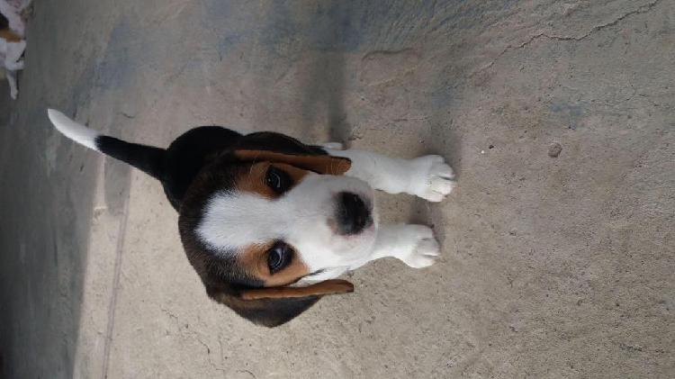 Se vende perros raza Beagle SullanaPiura
