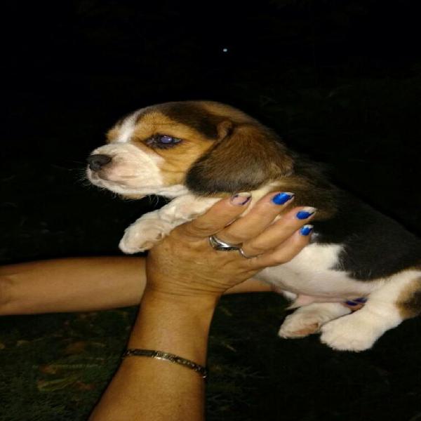 Vendo Cachorros Beagle Vacunados