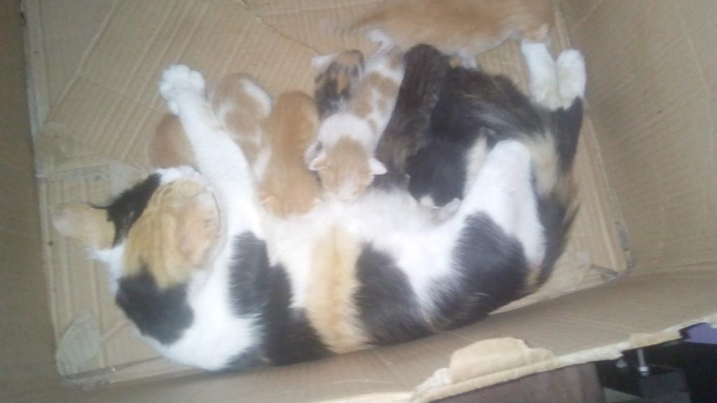 Adopta Un Gatito