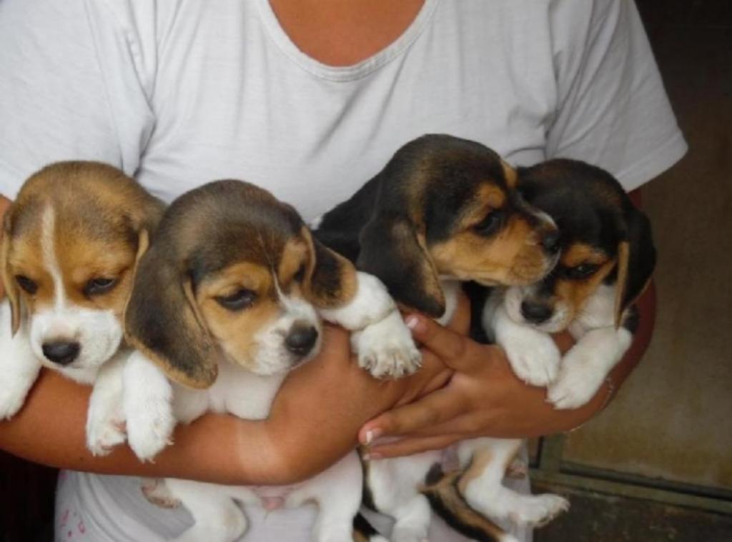 Adorables Cachorritos Beagles D 40 Dias