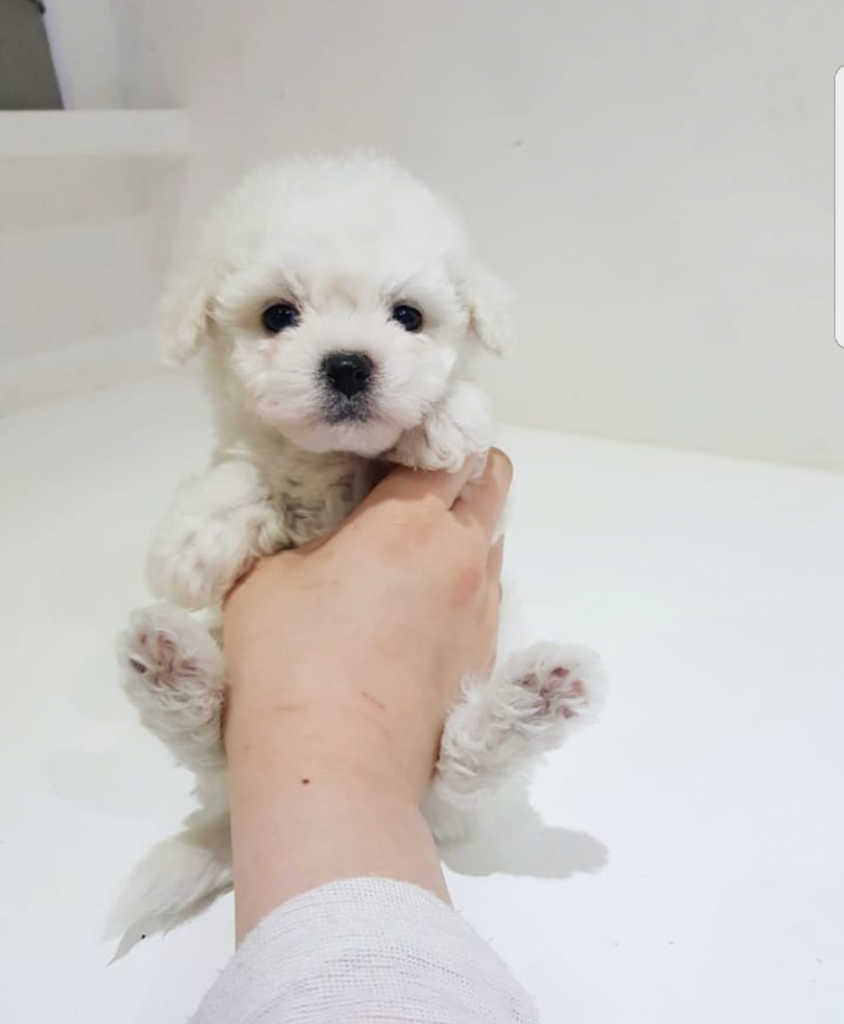 Bichon frise