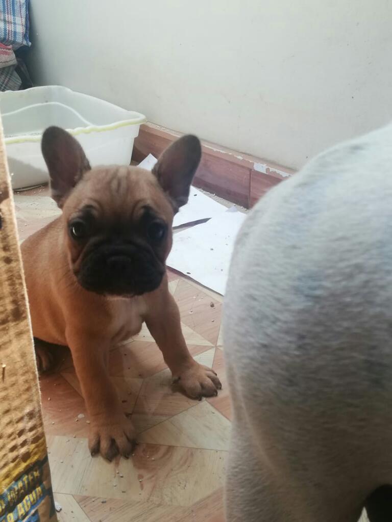 Buldog Frances