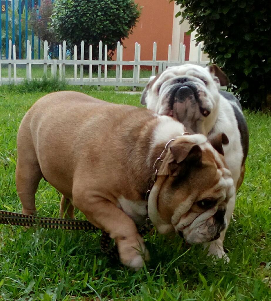 Bulldog Ingles para Monta