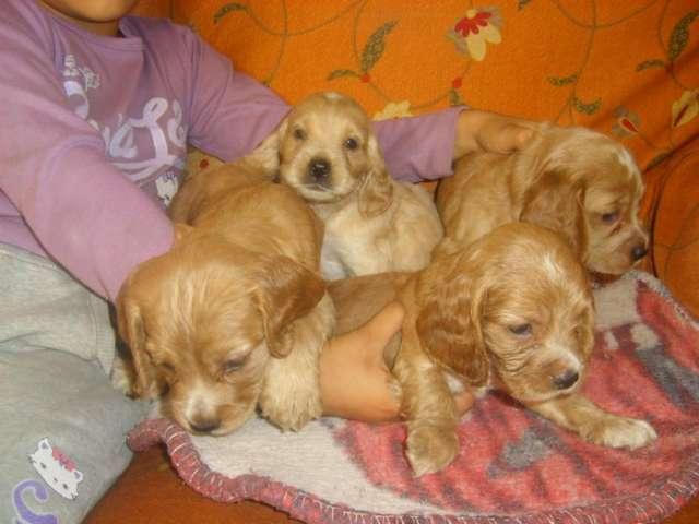 COCKER SPANIEL