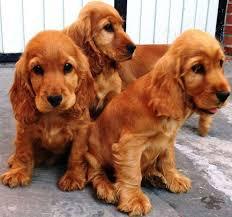 COCKER SPANIEL VENTA 