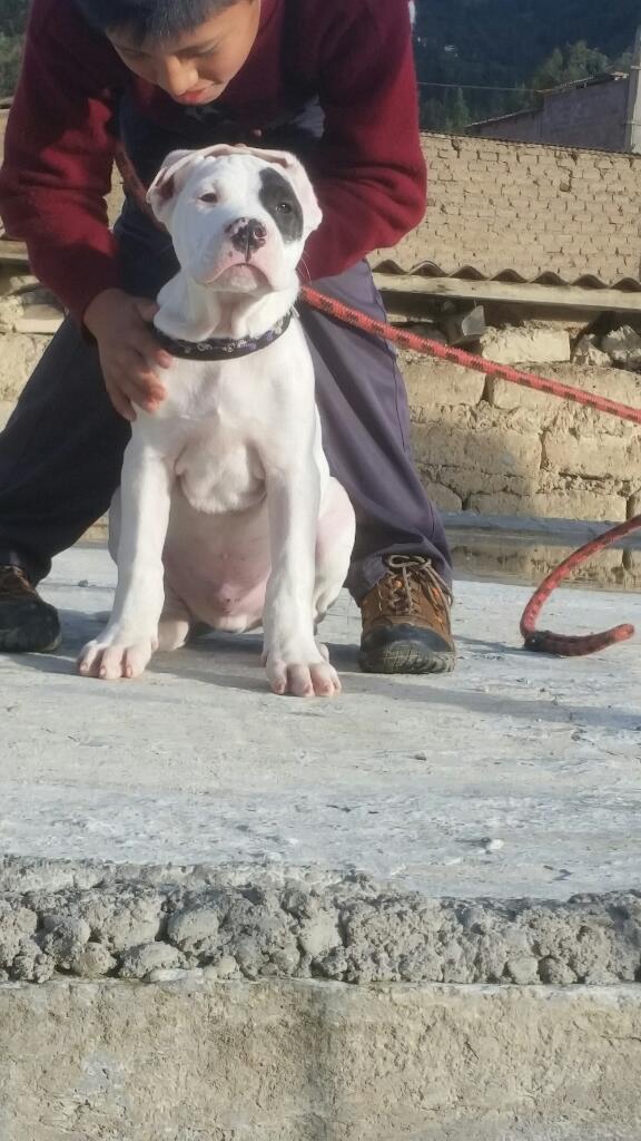 Cacho Dogo Argentino