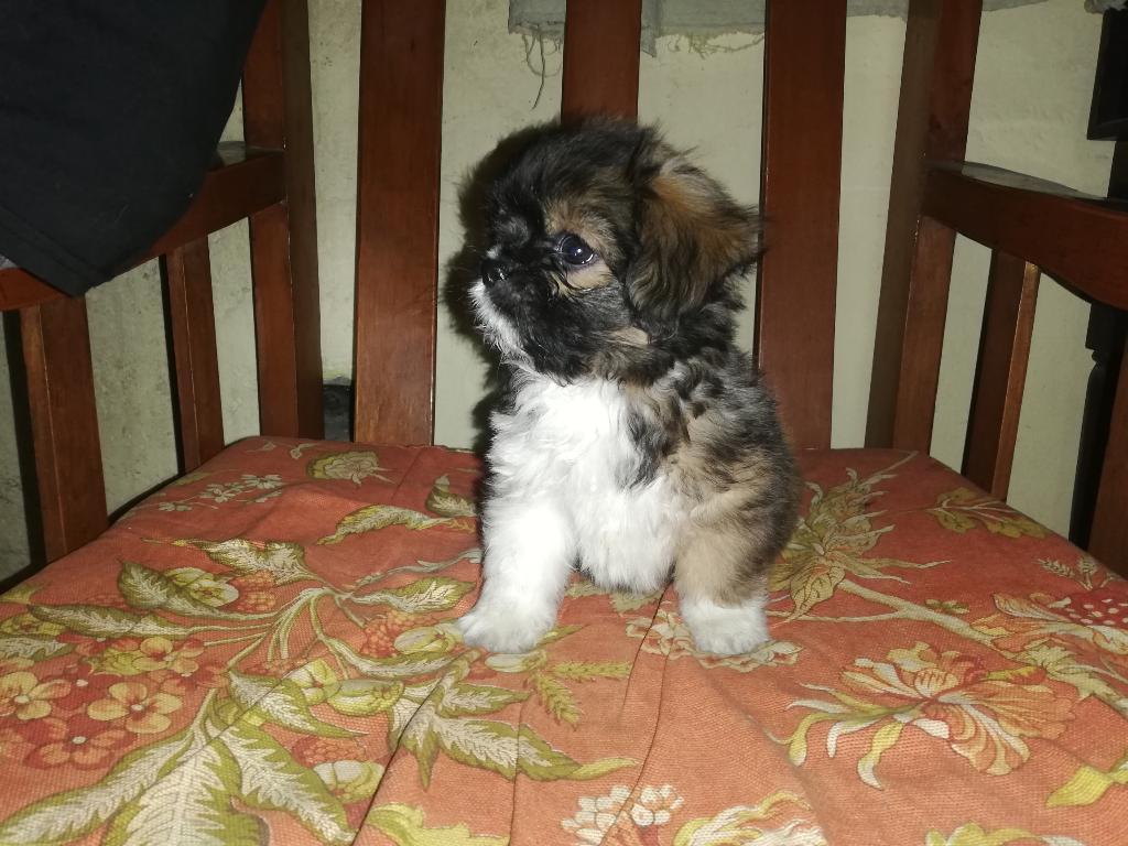 Cachorritas Pekineses Raza Pequeña