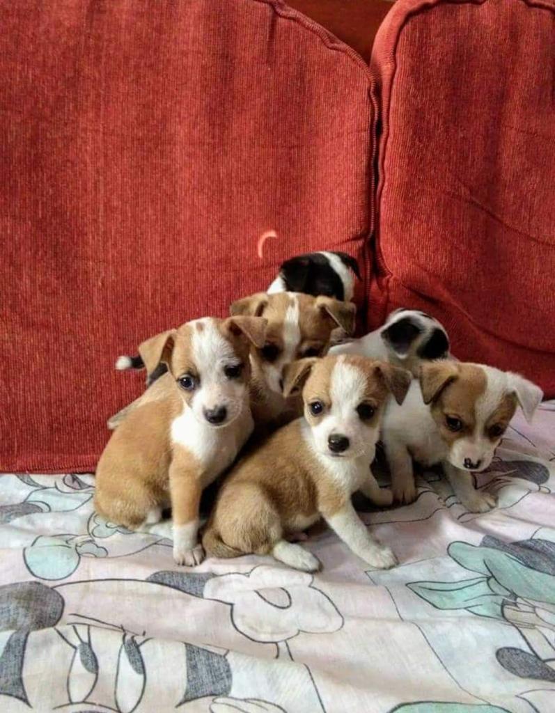 Cachorritos Enanitos Y Juguetones