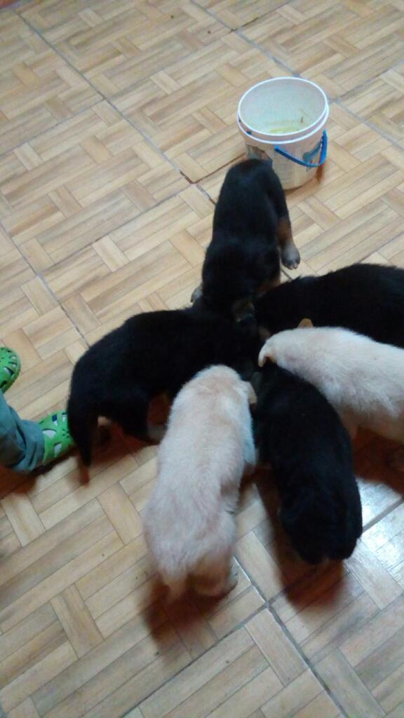 Cachorritos Partor Aleman