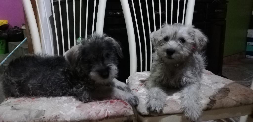 Cachorritos Schnauzer