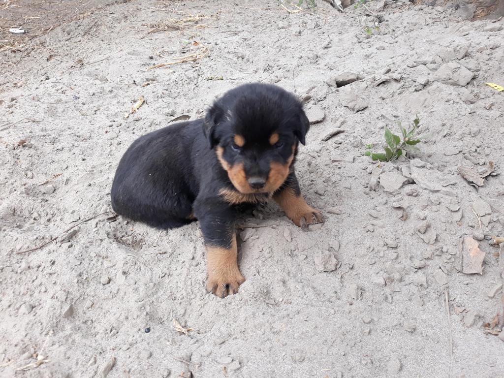 Cachorroa Rottweiler