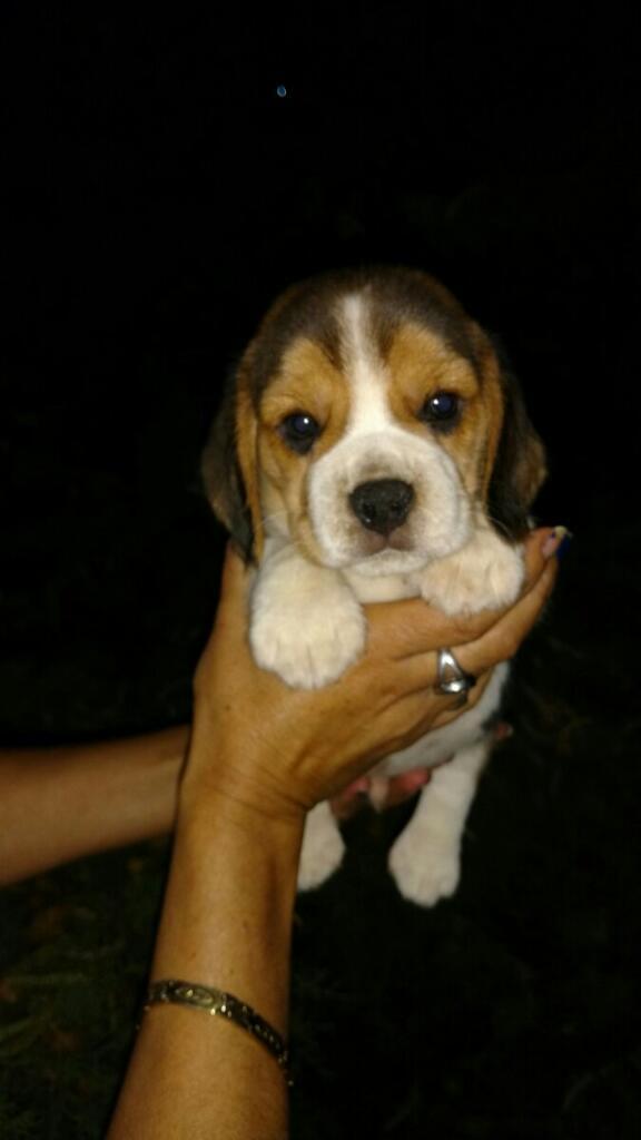 Cachorros Beagle en Venta Vacunados