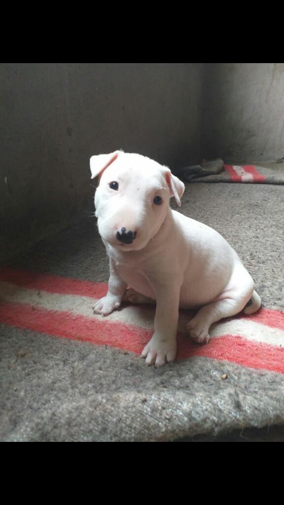 Cachorros Bull Terrier