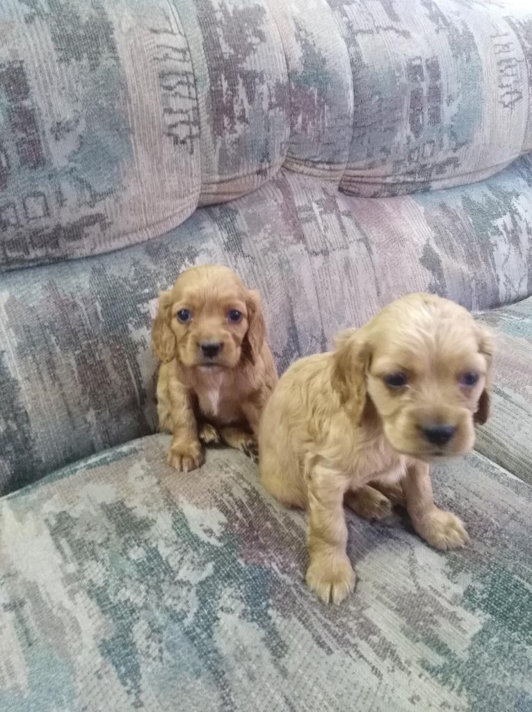 Cachorros Cocker