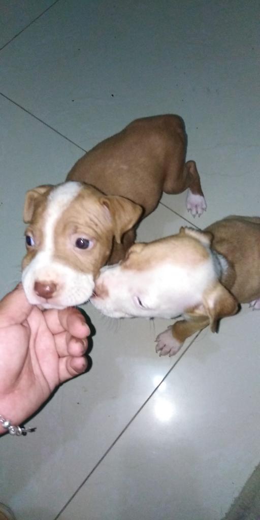 Cachorros Pbulls Terrier