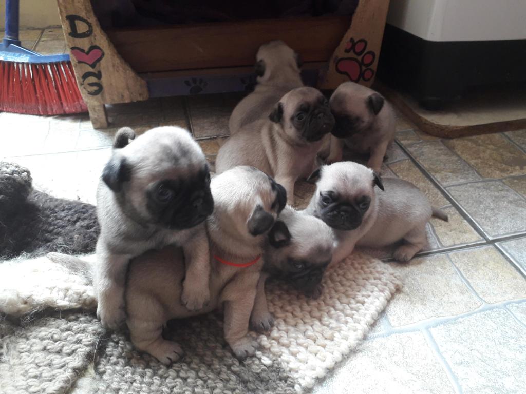 Cachorros Pug