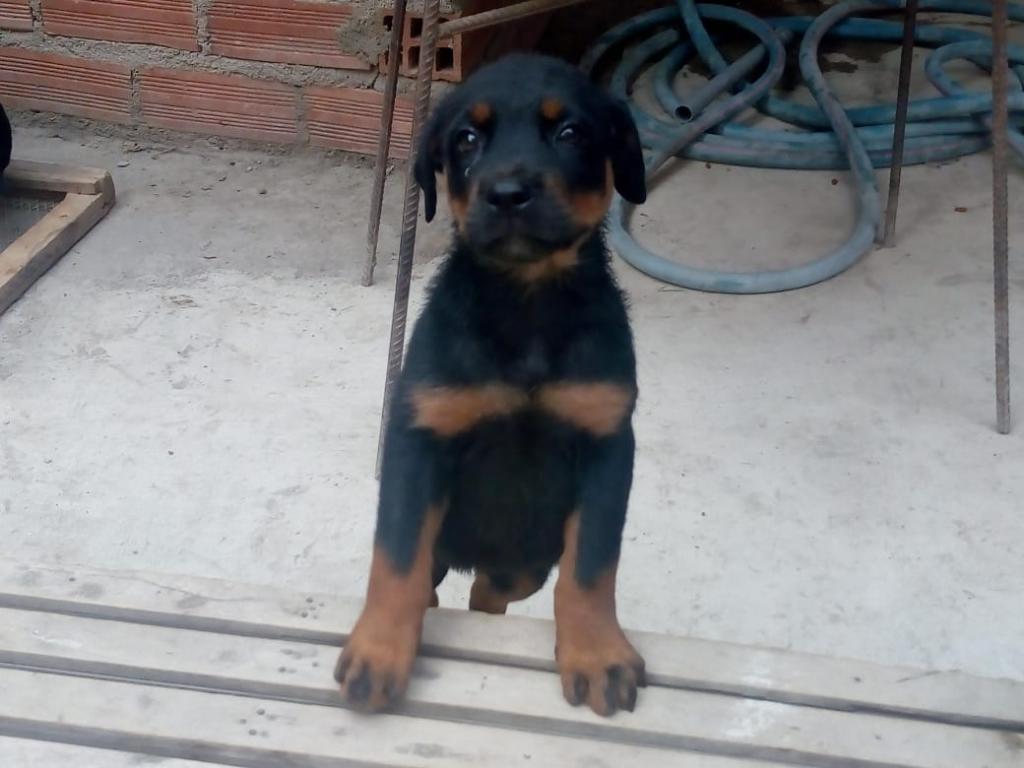 Cachorros Rottweiler