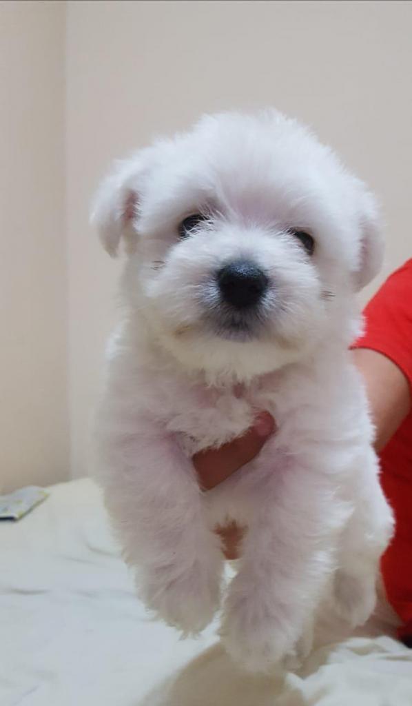 Cachorros West Highland (Westie)