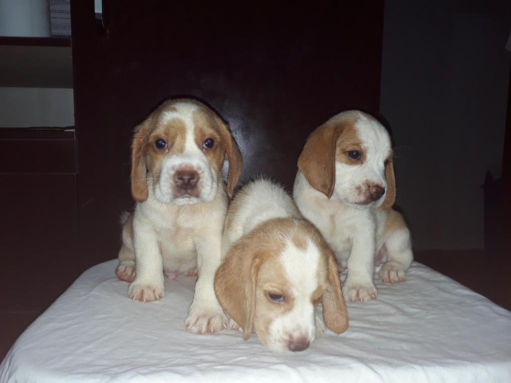 Cachorros raza beagle