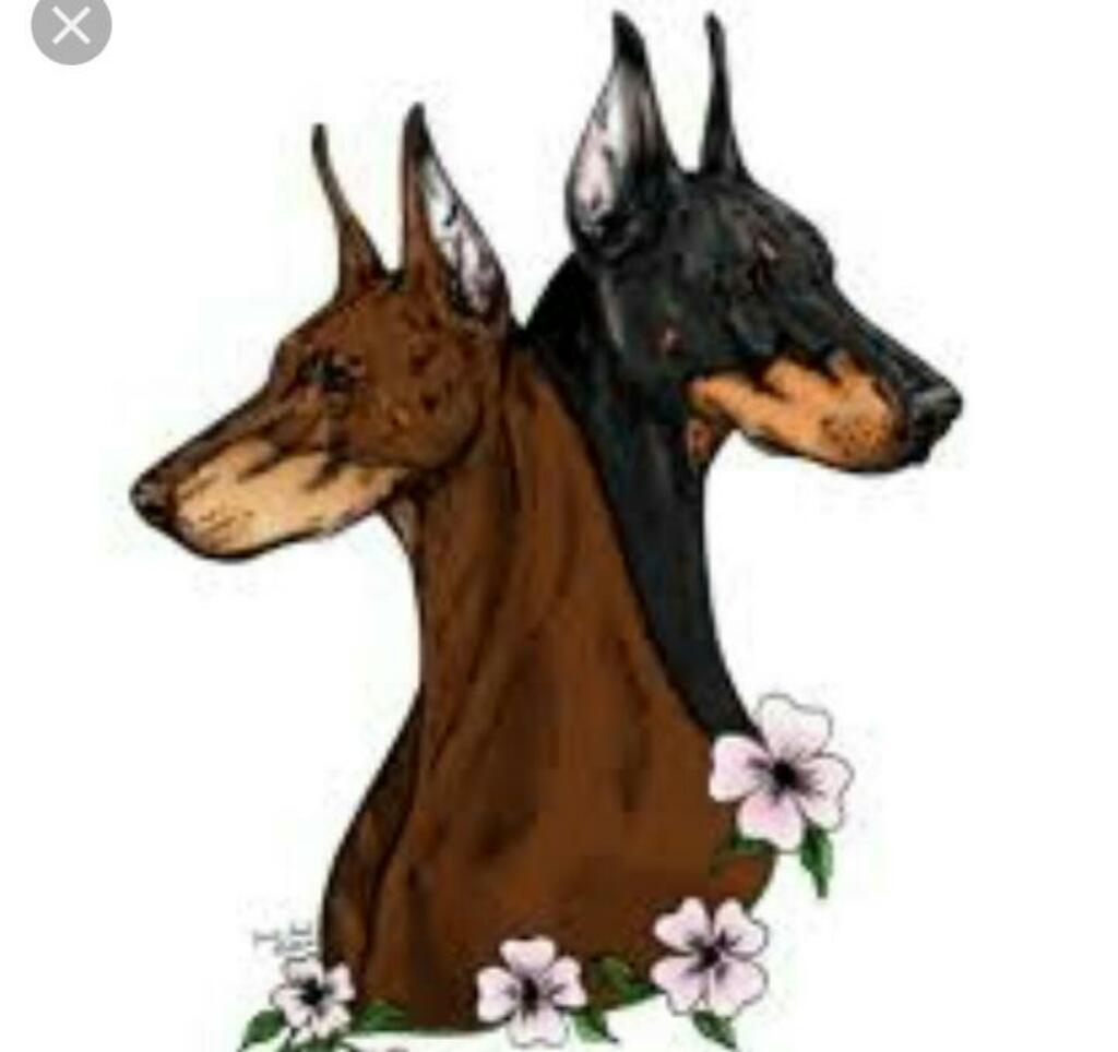 Doberman