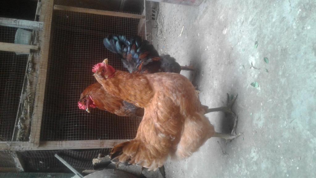 Gallo y gallina encubadora
