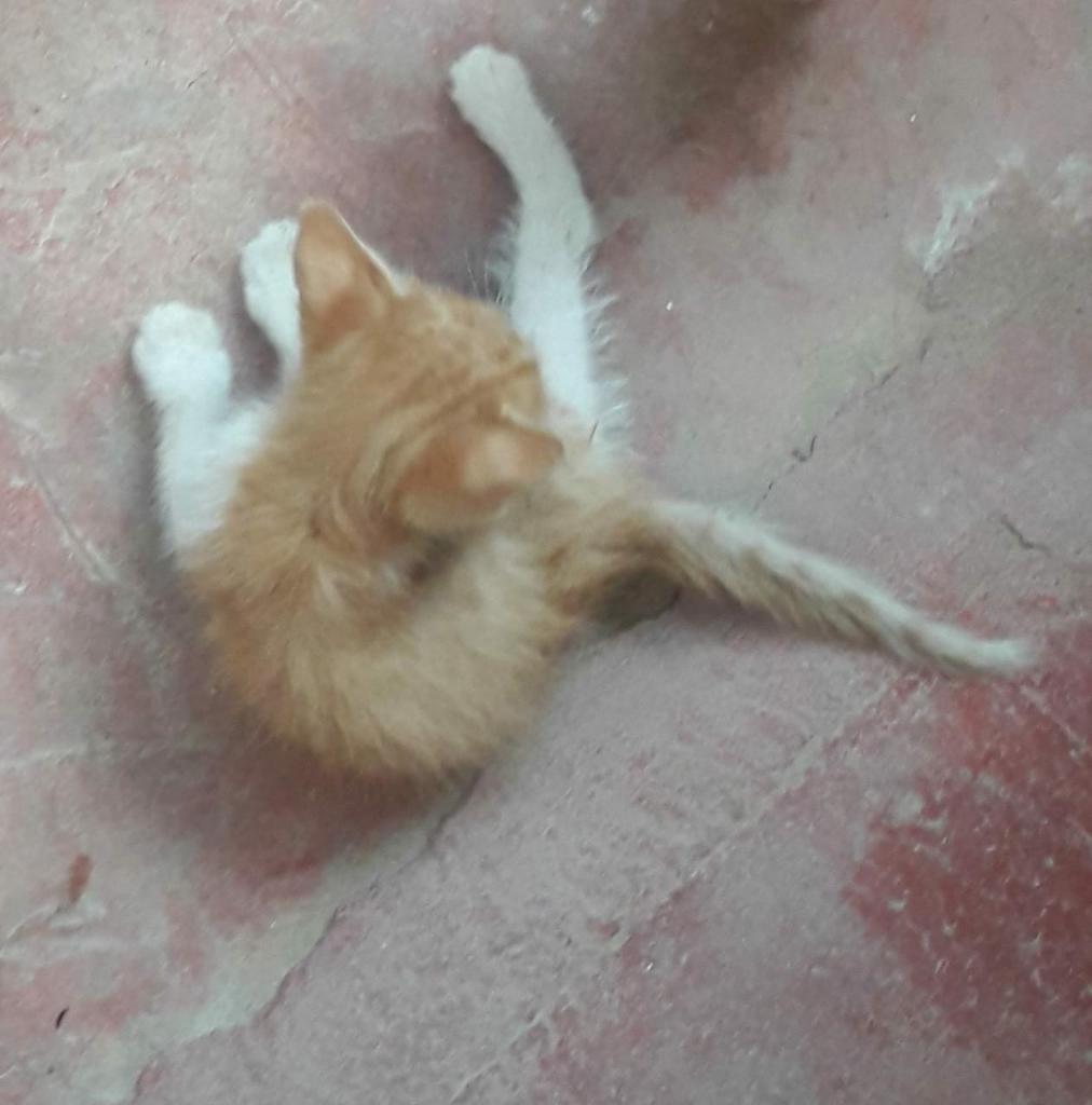 Gatita en Adopción