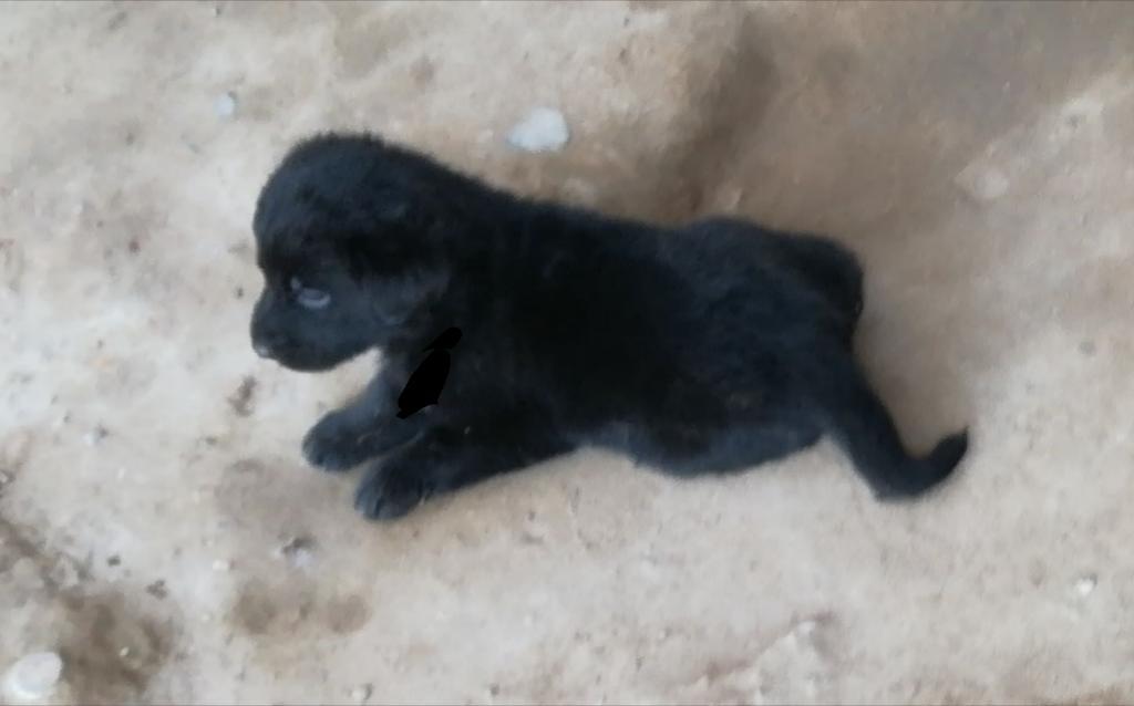 Labradores Negros