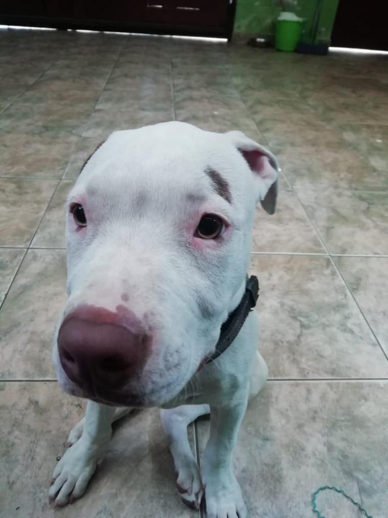 PITBULL PEQUEÑO EN VENTA!