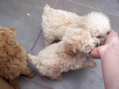 POODLE TOY BLANCO CHAMPGNE MARRON SOLO HENBRAS BELLOS