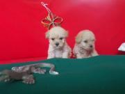 Poodle Caniche Toy Caramelos Bellos Cachorritos para mascota