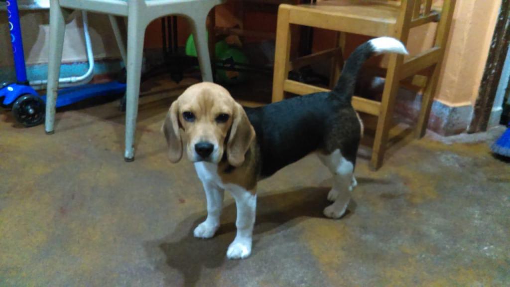 Raza Beagle Pedigree