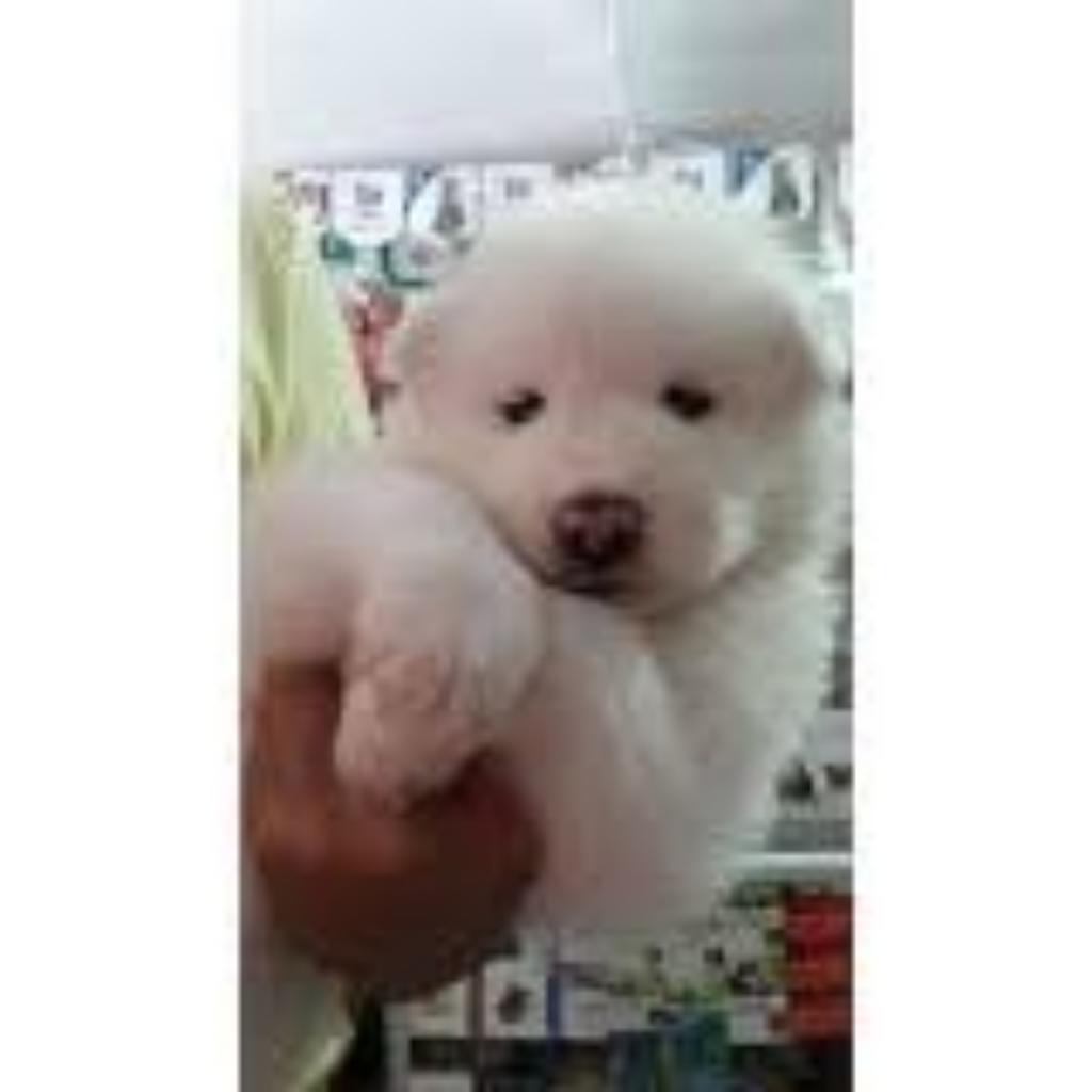 Samoyedo Adorables Cachorros Ofertamos