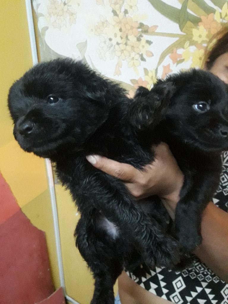 Se Vende Cachorritas Chow Chow