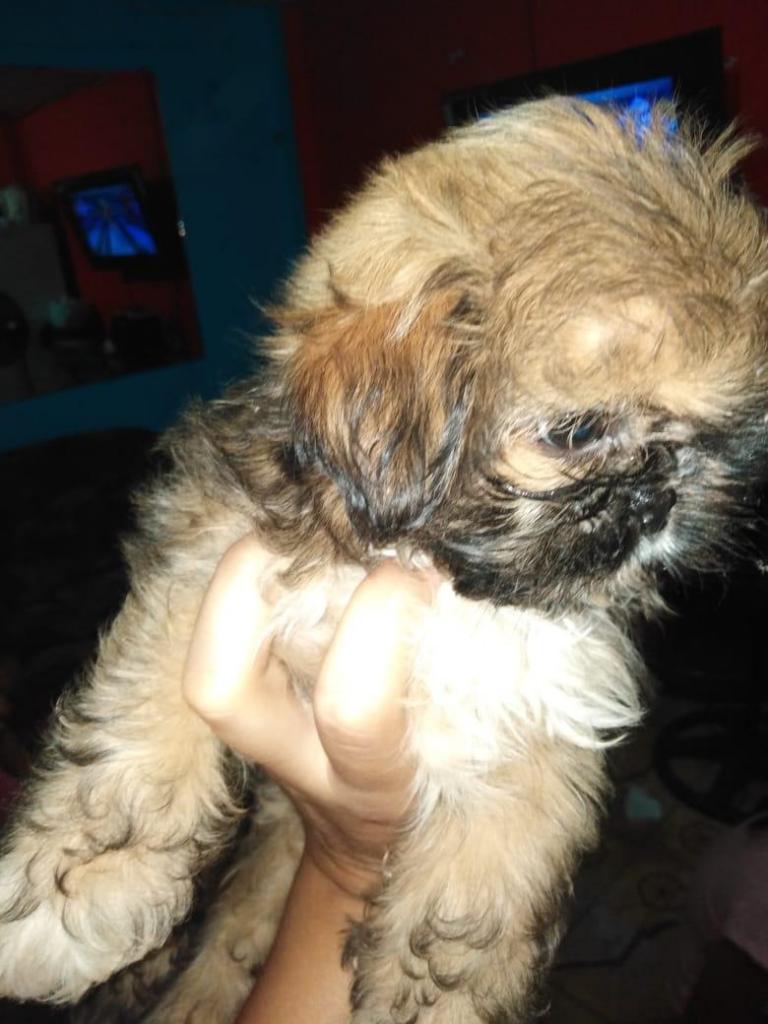 Se vende cachorro chitsu de 2 meses