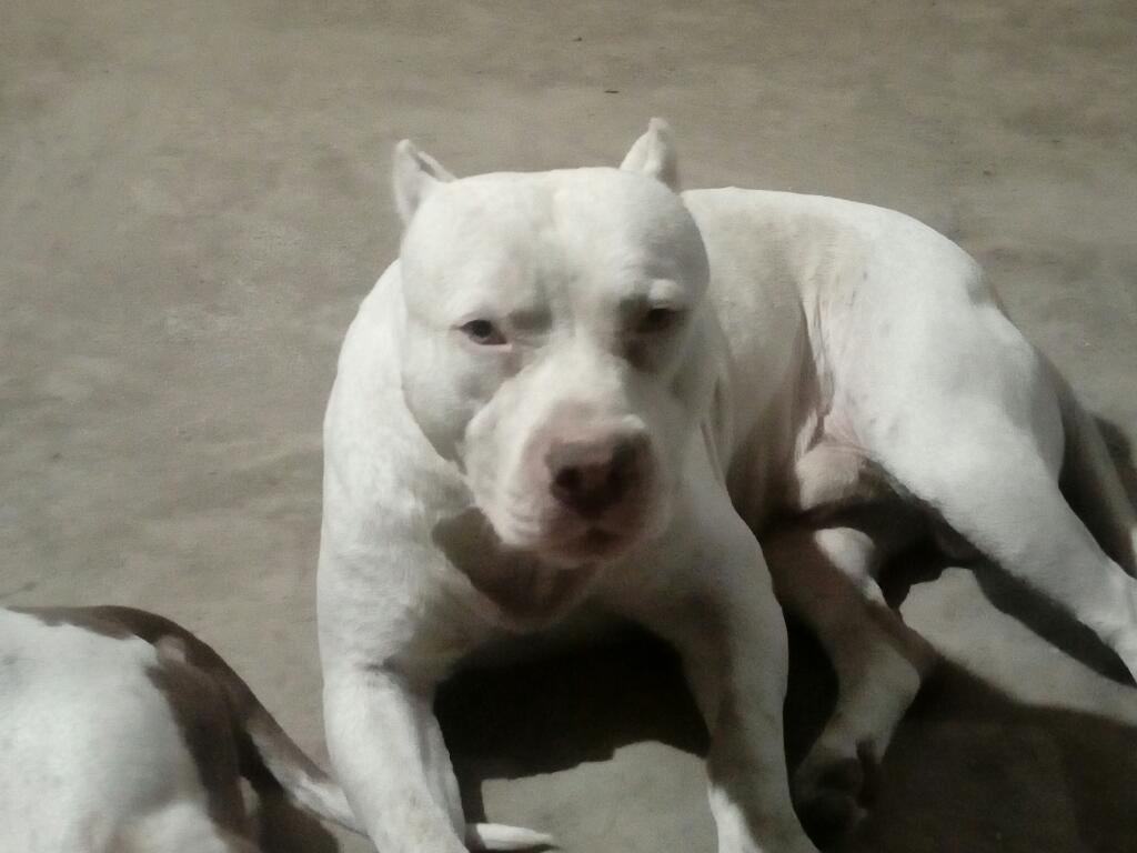 Servicio de Monta Pitbull