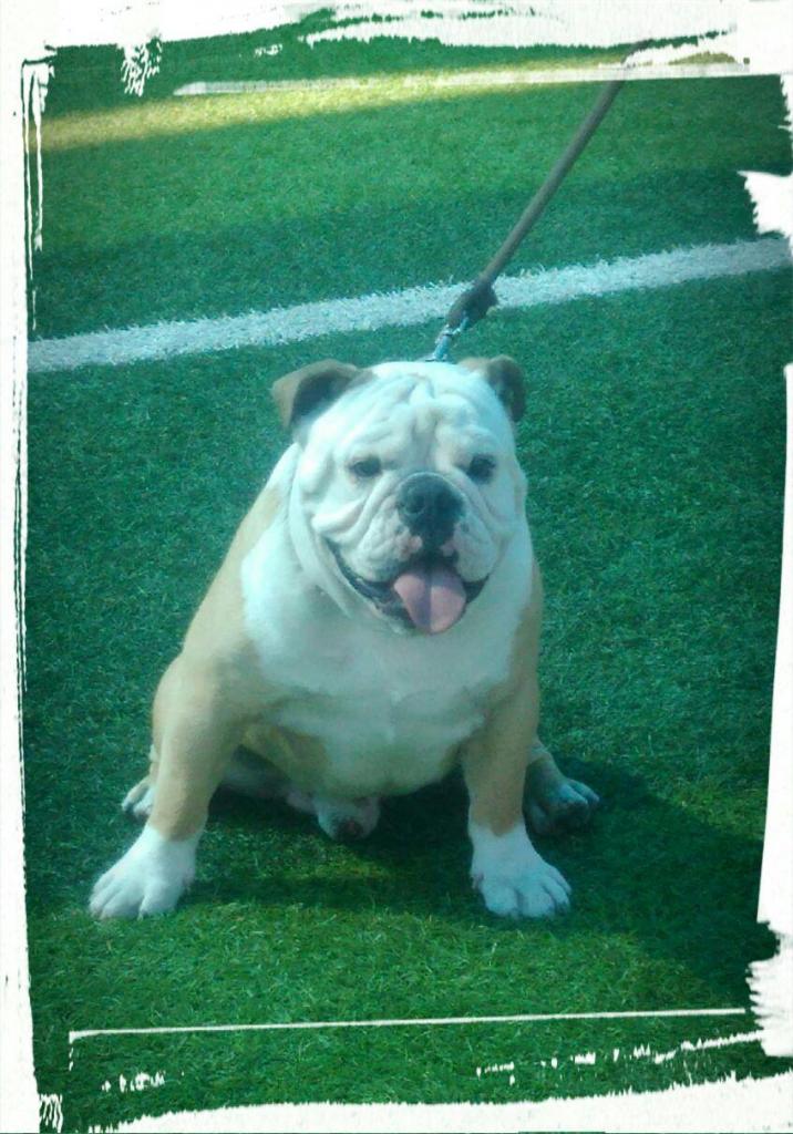 Servicio de monta Bulldog Ingles