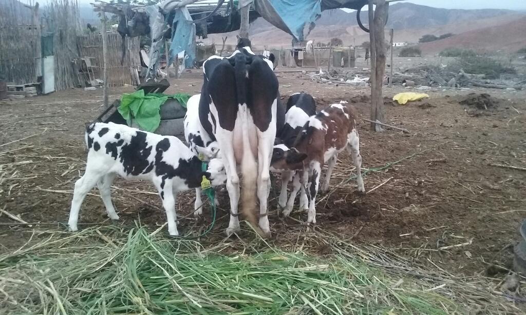 Vaca Holstein Productora
