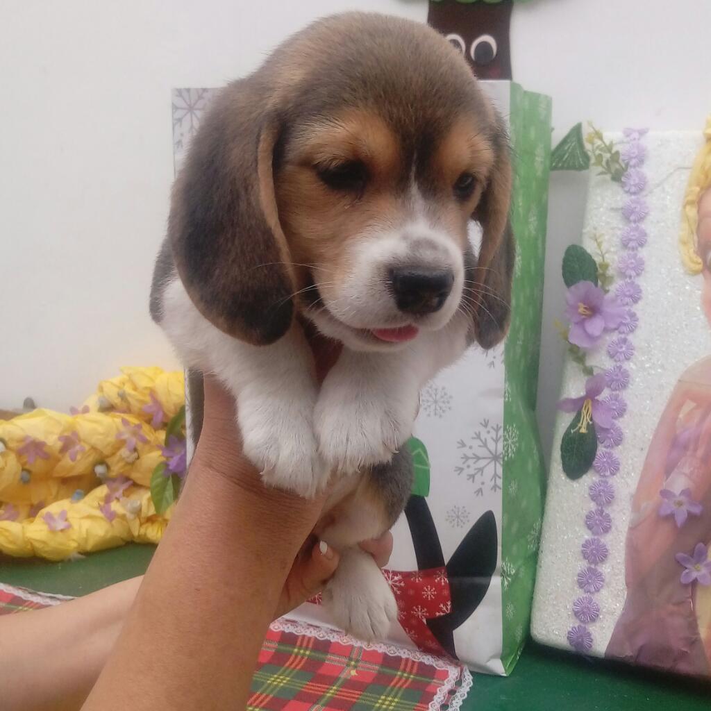 Vendo Beagle