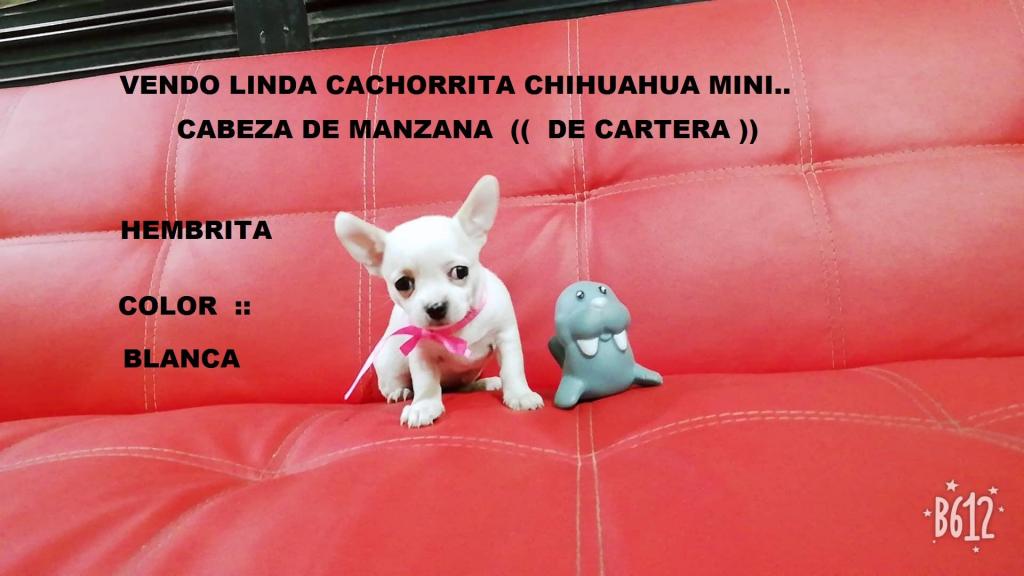 Vendo Bellas Cachorritas Chihuahuas Miniaturas Cabeza De