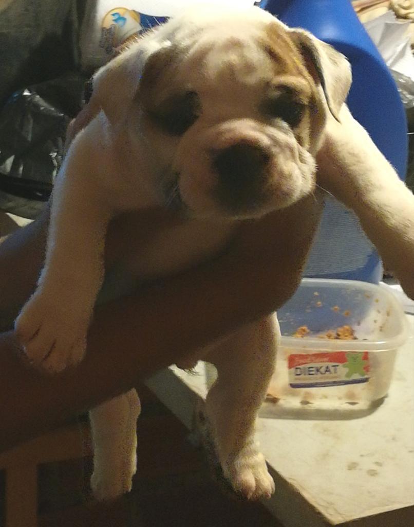 Vendo Bulldog