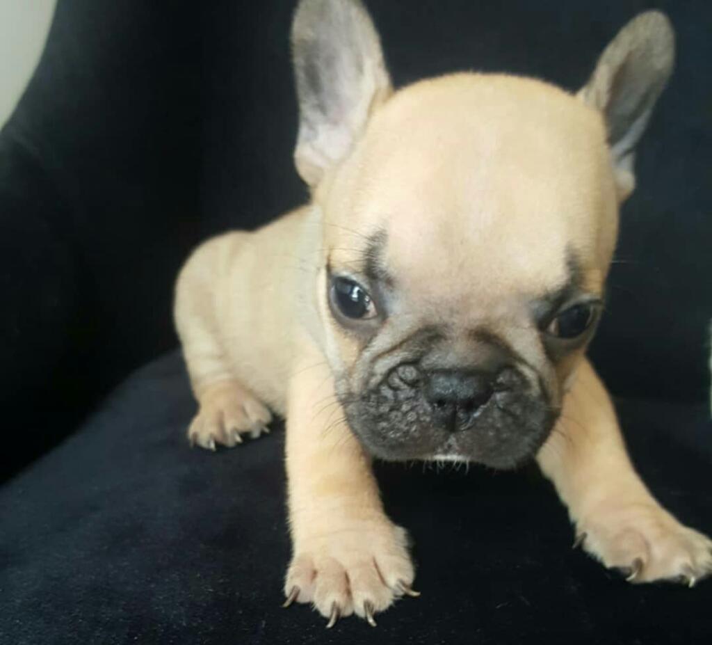 Vendo Bulldog Frances Frenchies Hembras