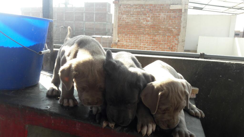 Vendo Cachorritos