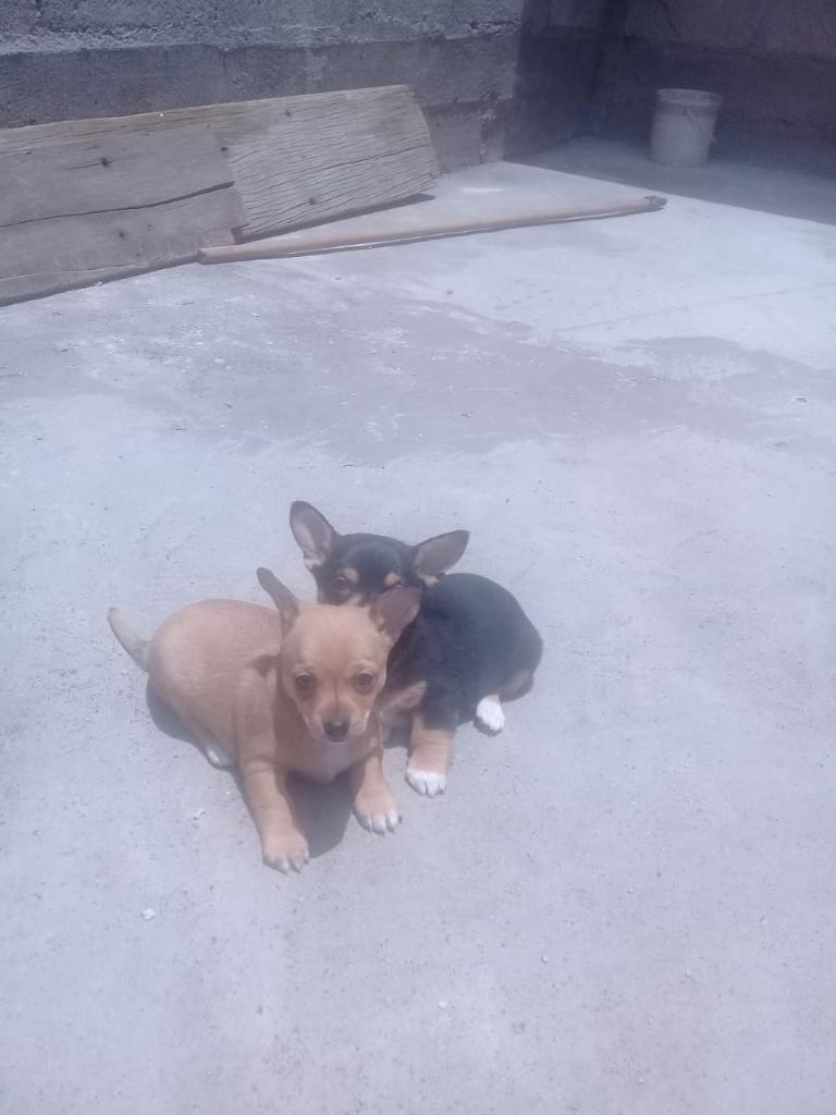 Vendo Cachorros Chihuahua