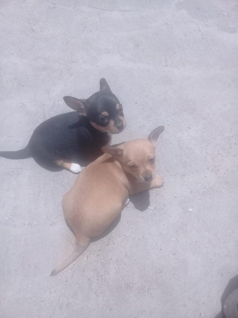 Vendo Cachorros Chihuahua