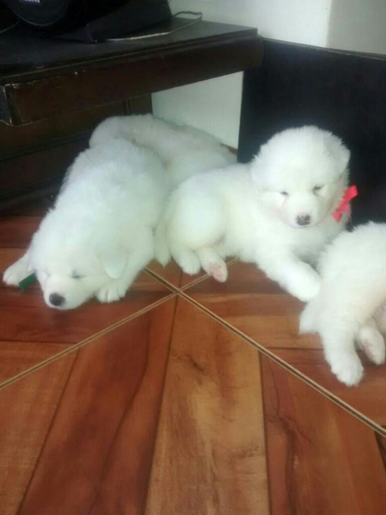 Vendo Cachorros Samoyedo Vacunados